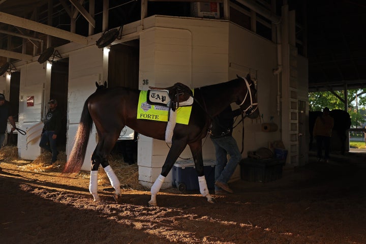 LOUISVILLE, KENTUCKY - MAY 05: Forte is walked in the shedrow during morning workouts in preparation for the 149th running of the Kentucky Derby at Churchill Downs on May 05, 2023 in Louisville, Kentucky. (Photo by Stacy Revere/Getty Images)