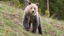Feds Investigate Possible Killing Of Grizzly Bear Found Dead Near Yellowstone