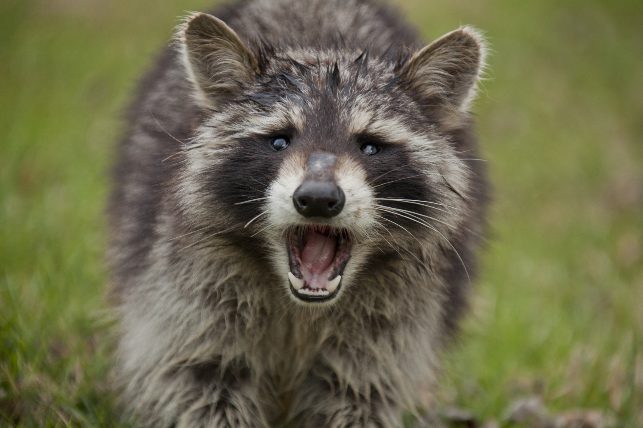 Raccoon Falls Through Classroom Ceiling At Texas High School | HuffPost ...