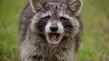 Raccoon Falls Through Classroom Ceiling At Texas High School