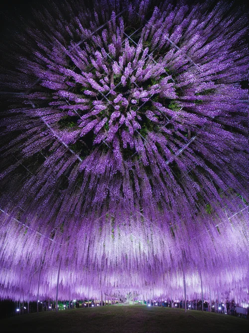 題「古城の景」（押し花作品）城のアート　大きな緑色フレーム付き 題「古城の景」（押し花作品）城のアート大きな緑色フレーム付き