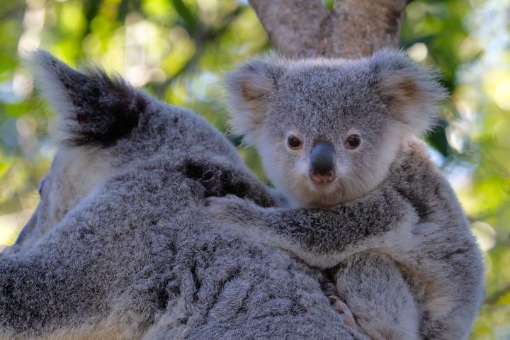 Chlamydia increases the risk of infertility among koalas, who are already an endangered species 