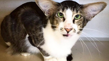 I Adopted An Internet-Famous Cat. It Changed My Life In Ways I Never Imagined.