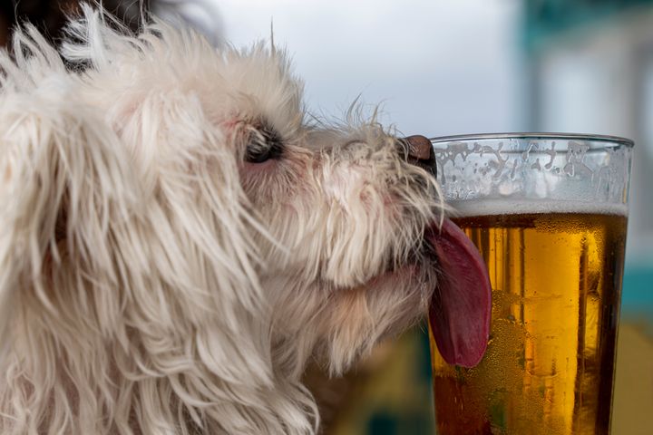 Dogs + beer = a real bad idea. 