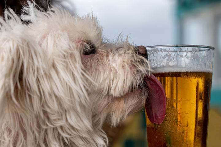 Dogs + beer = a real bad idea. 