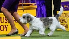 Petit Basset Griffon Vendéen Wins Westminster Dog Show