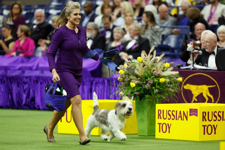 NEW YORK, NEW YORK - MAY 08: Buddy Holly, the Petit Basset Griffon Vendeen, winner of the Hound Group competes at the 147th Annual Westminster Kennel Club Dog Show Presented by Purina Pro Plan at Arthur Ashe Stadium on May 08, 2023 in New York City. (Photo by Sarah Stier/Getty Images for Westminster Kennel Club)