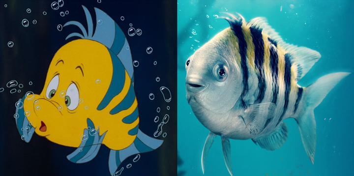 Flounder as he appears in the 1990 The Little Mermaid animation, and the 2023 live action remake