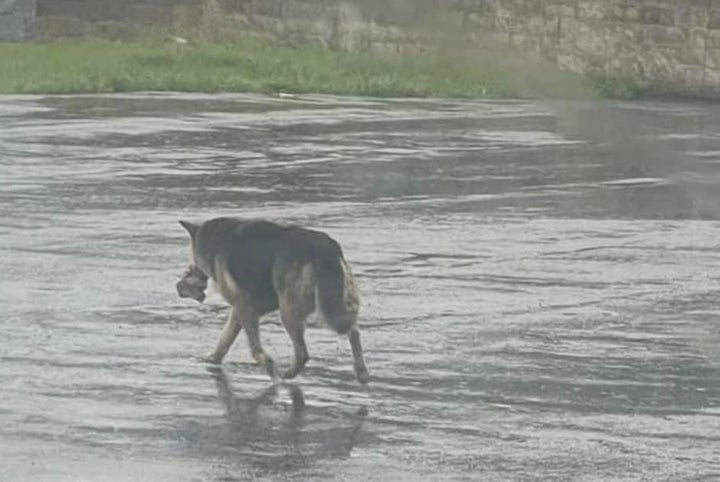 Nikki seen carrying her beloved stuffed toy while wandering the streets of Detroit alone.