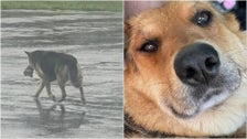 Dog Seen Wandering Streets With Tattered Toy Is Living ‘The Good Life’ After Rescue