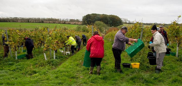 Romanian workers picking Pinot Noir grapes in a vineyard in Hampshire. Suella Braverman wants them replaced with British workers.