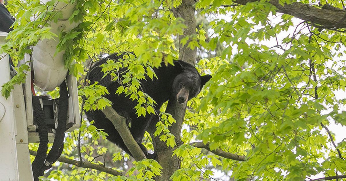 Bear Stuck In A Tree Keeps Traverse City, Michigan, In Suspense On Mother’s Day