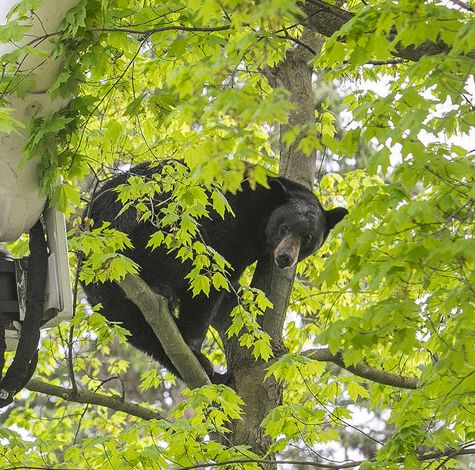 A city in northern Michigan has a new Mother’s Day memory: A 350-pound bear was in a tree for hours, watched by dozens of people, before it fell asleep and dropped onto mattresses below.(Jan-Michael Stump/Traverse City Record-Eagle via AP)