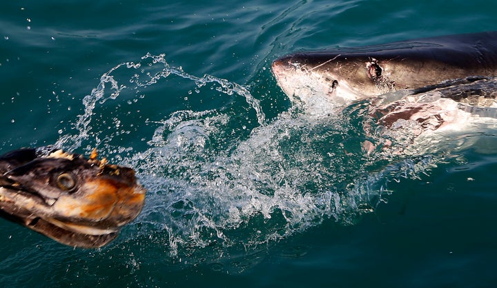 A great white shark attempts to bite the head of a fish being towed through the waters off Gansbaai, South Africa.