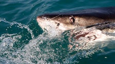 Florida Teen Survives After Getting Bitten By Shark, Punching It In The Face