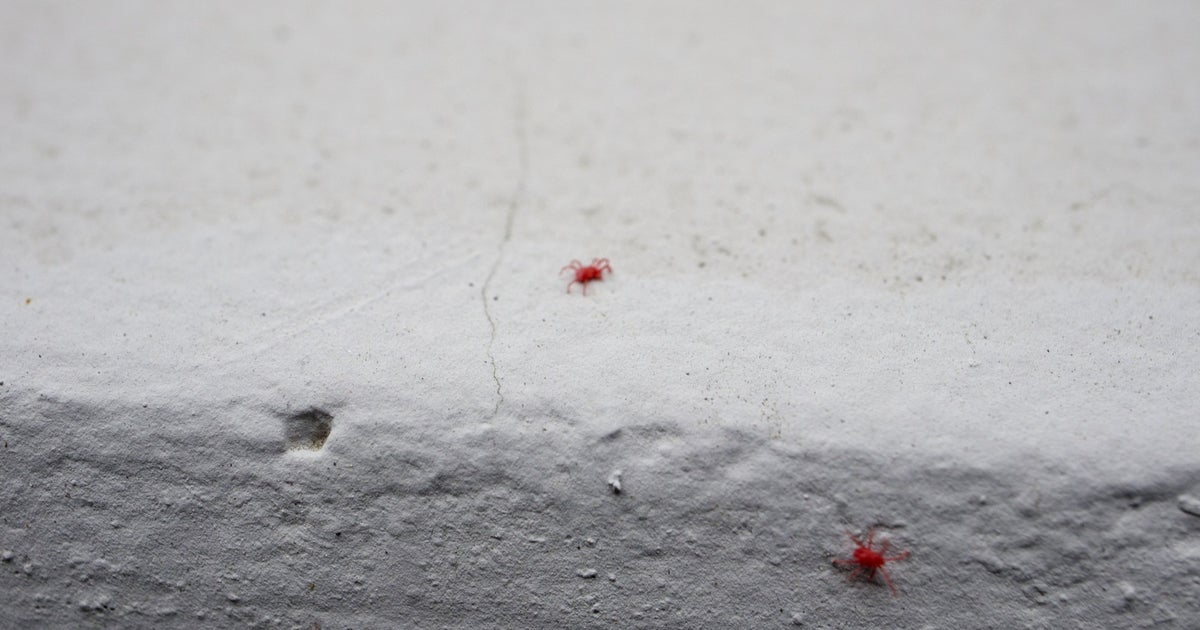 知ってる?5月に増える“小さな赤い虫”の正体。実は昆虫ではない。人を刺すことはある?