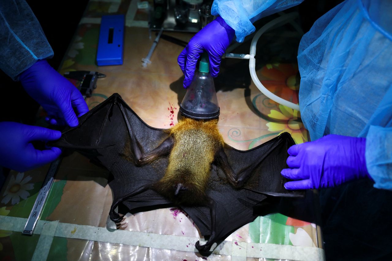 Οι βοηθοί εργαστηρίου αναισθητοποιούν μια νυχτερίδα καθώς ερευνούν τον ιό Nipah στην περιοχή Shuvarampur του Faridpur, Μπαγκλαντές, 14 Σεπτεμβρίου 2021.To match Special Report GLOBAL-PANDEMICS/BATS-SPILLOVER REUTERS/Mohammad Ponir Hossain