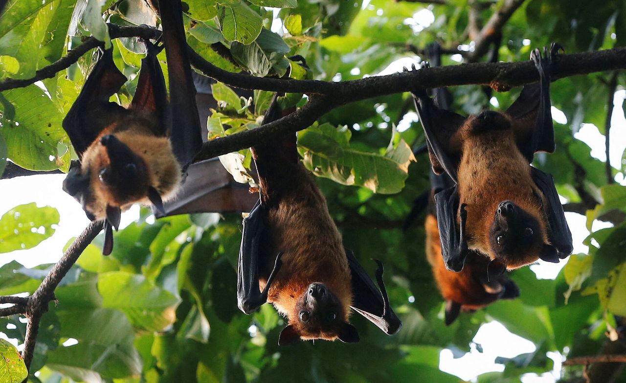  Ινδικές ιπτάμενες αλεπούδες ή νυχτερίδες φρούτων φαίνονται καθώς στηρίζονται σε κλαδιά δέντρων μέσα σε ένα συγκρότημα ναού στο χωριό Kadambazhipuram στην περιοχή Palakkad στη νότια πολιτεία της Κεράλα, Ινδία, 3 Φεβρουαρίου 2022. To match Special Report GLOBAL-PANDEMICS/BATS-SPILLOVER REUTERS/Sivaram V