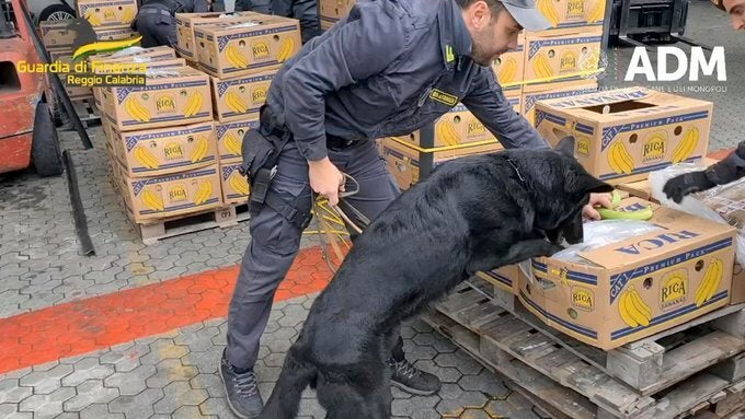 Σε αυτή την εικόνα που προέρχεται από βίντεο της Ιταλικής Αστυνομίας, ένας αξιωματικός υποδεικνύει στον σκύλο του πού να ψάξει για κοκαΐνη ανάμεσα σε ένα φορτίο μπανάνες, στο λιμάνι της Gioia Tauro, στη νότια Ιταλία, Τρίτη 16 Μαΐου 2023.