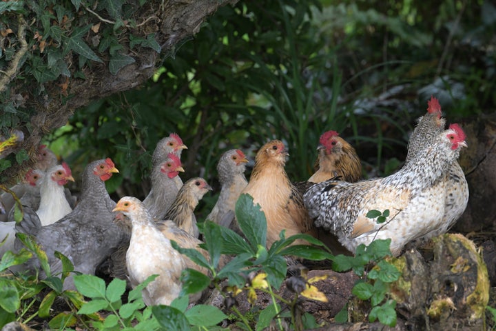 Avian Influenza was found in two humans in England – but neither showed any symptoms, and both have since tested negative.