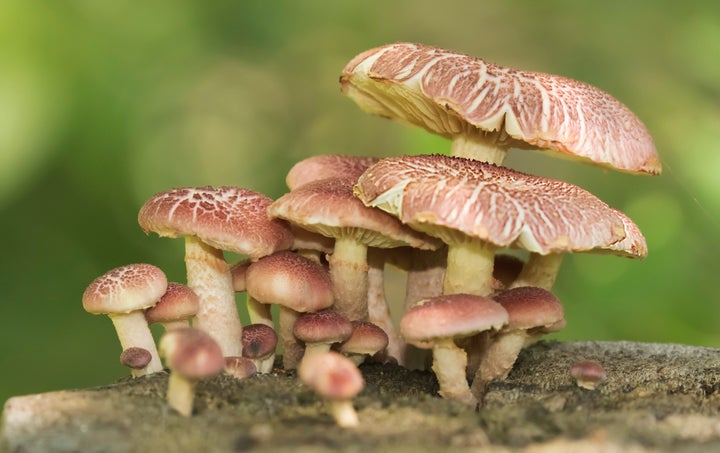 a group of mushrooms grows on the wood of a fence