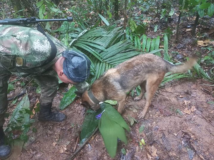 A soldier and a dog take part in a search operation for child survivors from a Cessna 206 plane that crashed in the jungle in Caqueta, Colombia.