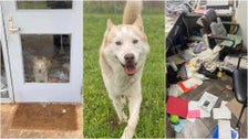 Husky Who Let 2 Dogs Loose At Animal Shelter And Trashed Lobby Finds New Family