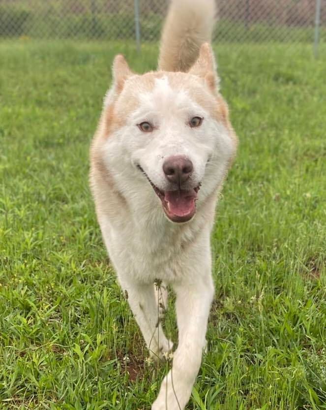 After his wild night went viral, Titan got adopted by a new family that has experience with huskies.