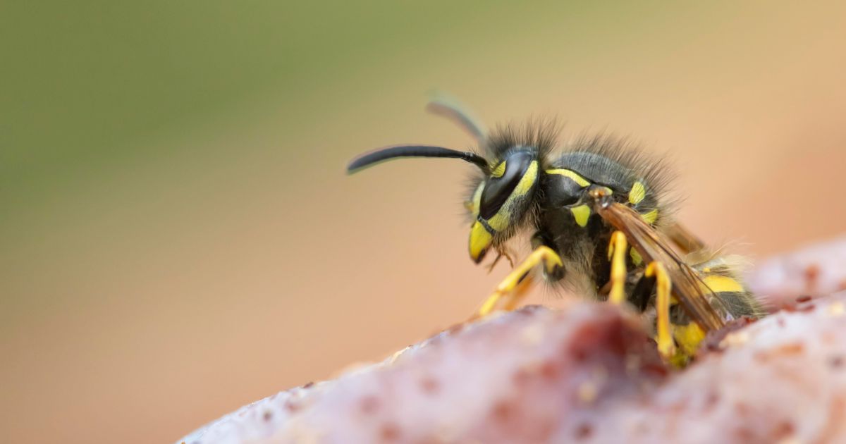 The One Colour To Wear If You Hate Wasps HuffPost UK Life