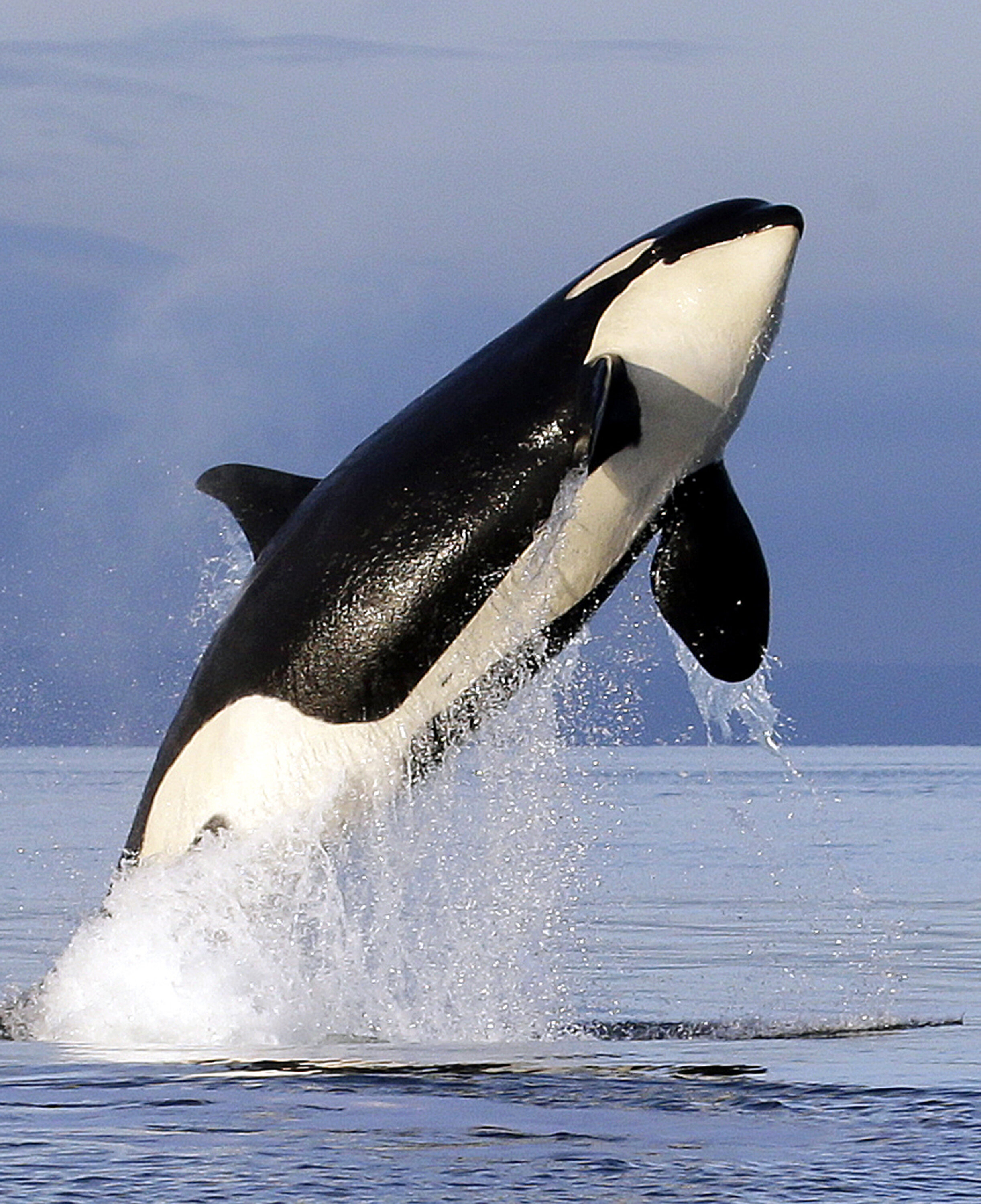 Orcas Sink Another Boat In Europe And The Behaviour Is Spreading ...