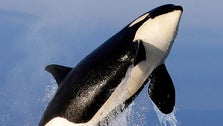  Orcas Sink Another Boat In Europe, And The Behavior Is Spreading
