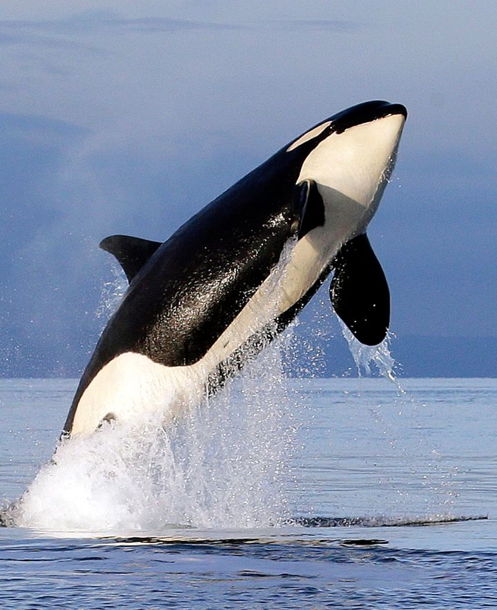 A female orca leaps from the water while breaching in Puget Sound, west of Seattle, in 2014.