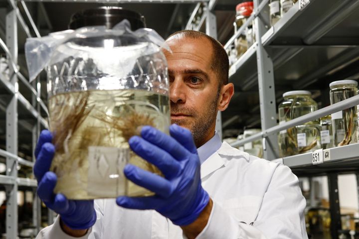 Ο Δρ Όμρι Μπρονστάιν του Μουσείου Φυσικής Ιστορίας και Ζωολογίας του Πανεπιστημίου του Τελ Αβίβ Steinhardt κρατά ένα βάζο με αχινούς, 23 Μαΐου 2023.