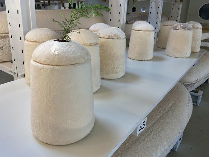 La startup holandesa Loop Biotech fabrica ataúdes y urnas en forma de capullo diseñados para disolverse en el medio ambiente en medio de la creciente demanda de prácticas funerarias más sostenibles.