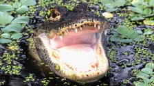 Florida Man Whose Arm Was Bitten Off By Alligator Says ‘It’s Not The End Of The World’