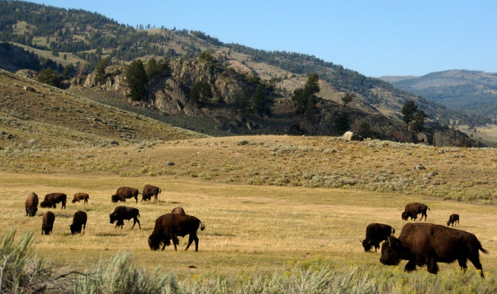 A herd of bison grazes in the Lamar Valley of Yellowstone National Park on August 3, 2016.
