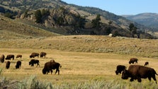 Bison Calf Picked Up By Yellowstone Visitor Killed By Park Officials After Herd Rejects It