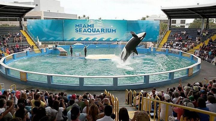 Vets are working to make sure Lolita is strong enough to go back to the Pacific Northwest.