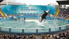 Timeline Uncertain On Lolita The Orca Whale’s Return To Wild