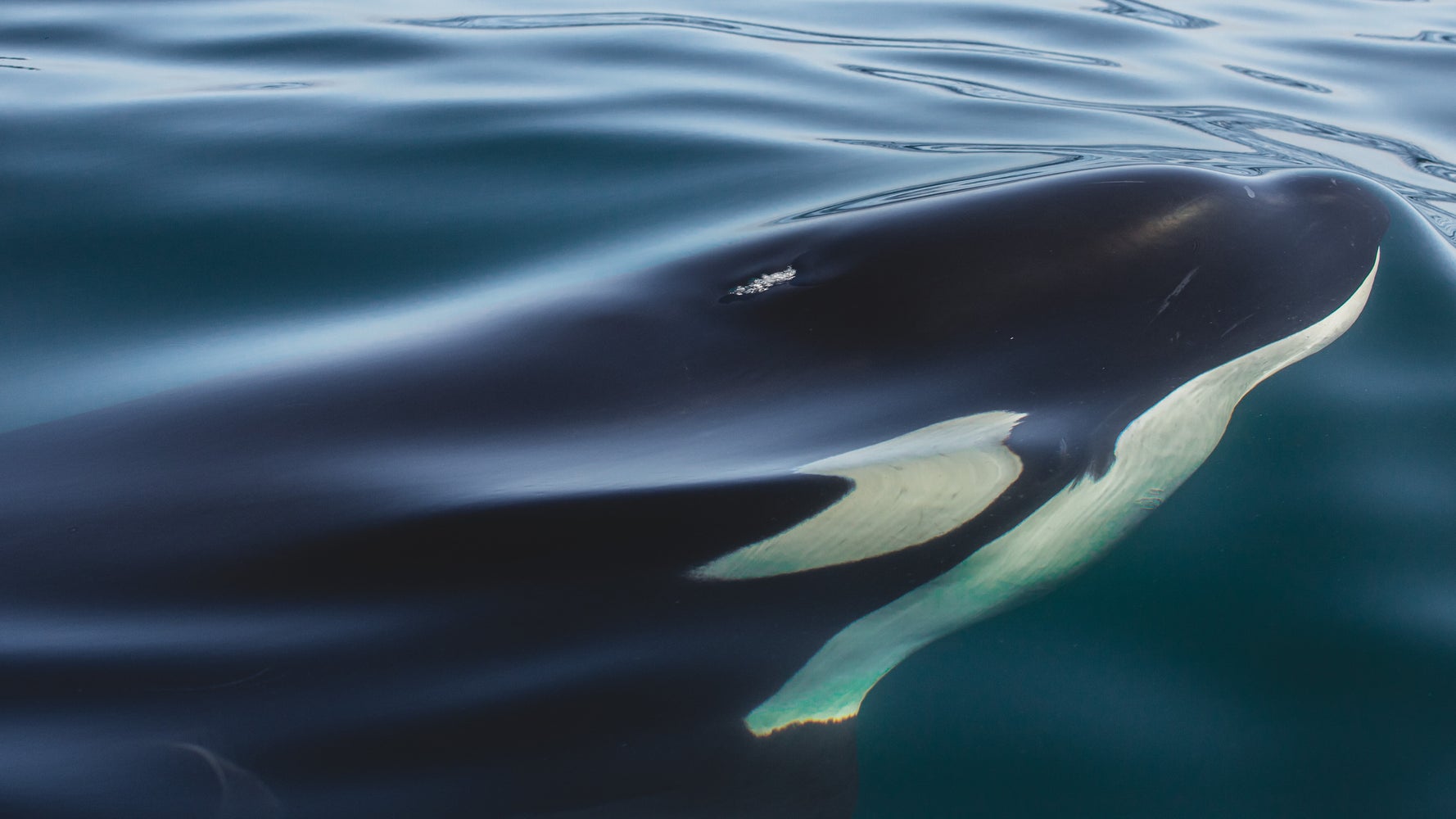 Orcas Wreck Sailing Boat In Latest Incident Off Coast Of Spain | HuffPost Impact