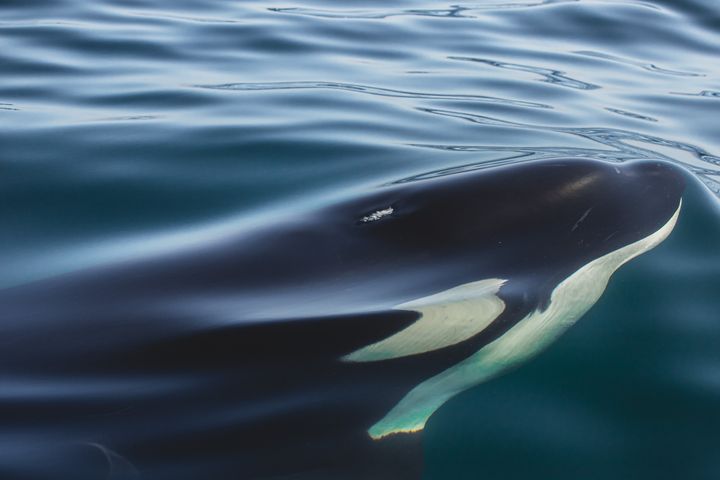 An orca swims in the sea.
