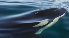 Orcas Wreck Sailing Boat In Latest Incident Off Coast Of Spain