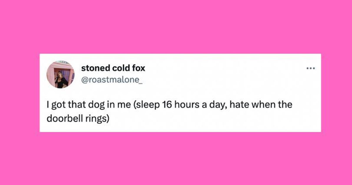 22 Of The Funniest Tweets About Cats And Canine This Week