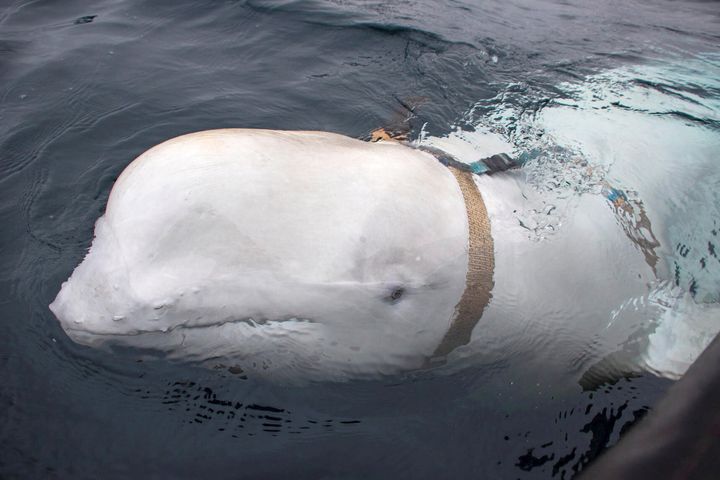 A white beluga whale wearing a harness is seen off the coast of northern Norway, April 29, 2019.