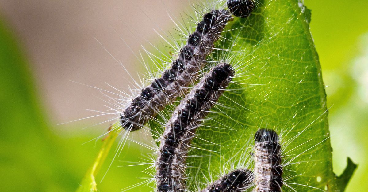 Oh Good – ‘Toxic’ Caterpillars Are Spreading Across The UK