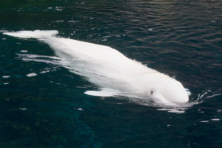 Beluga whales can grow up to six metres in length and live up to 60 years