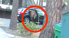 Rope Trick Frees Bear That Got Trapped In Car