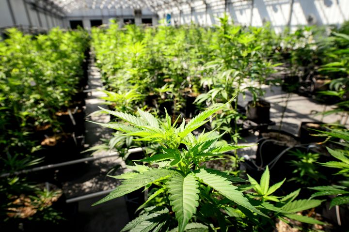 Marijuana plants grow at a Minnesota Medical Solutions greenhouse on May 5, 2015, in Otsego, Minn. (Glen Stubbe/Star Tribune via AP, File)