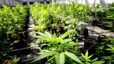 

    Minnesota Governor Signs Bill To Legalize Recreational Marijuana

