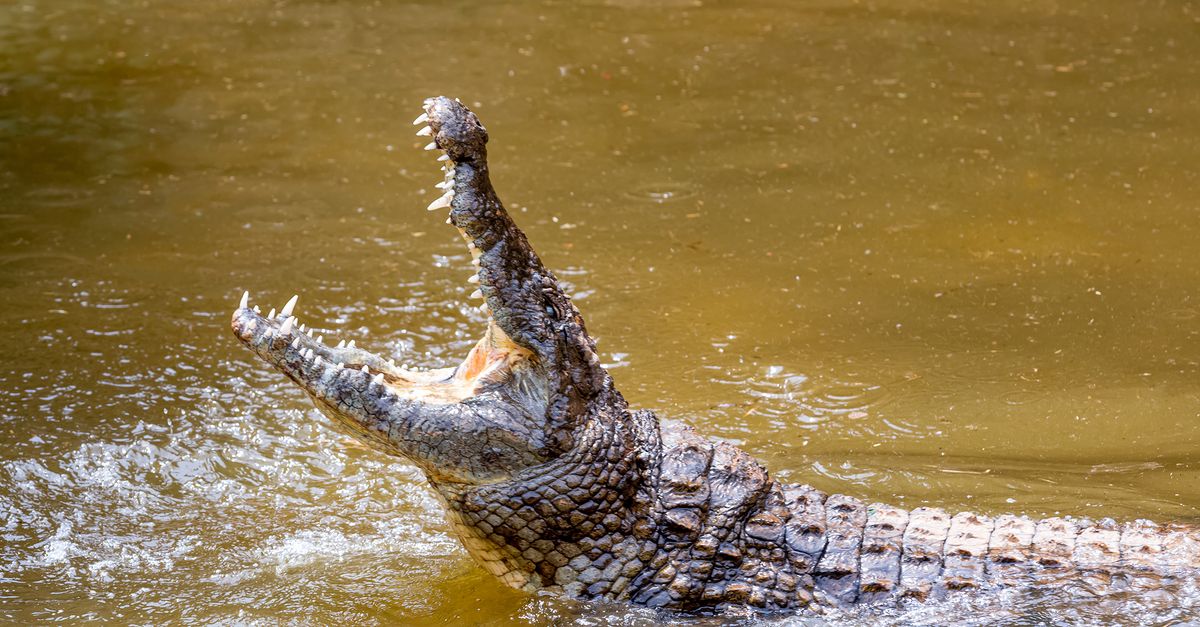 Snorkeller Attacked By Crocodile Pulls Its Jaws Off Of His Head